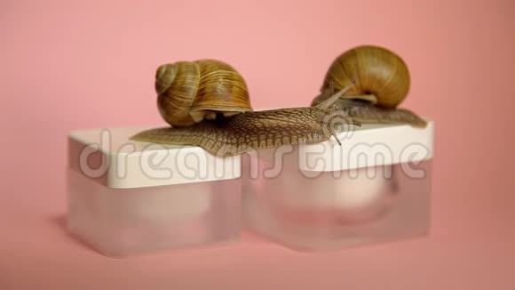 两只蜗牛在一罐奶油里爬行蜗牛黏液奶油视频的预览图