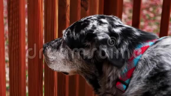悲伤的黑白猫狗透过围栏看到一些东西并在缓慢的运动中嗅出空气视频的预览图