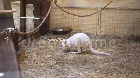 白袋鼠在动物园视频的预览图
