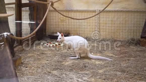 白袋鼠在动物园视频的预览图