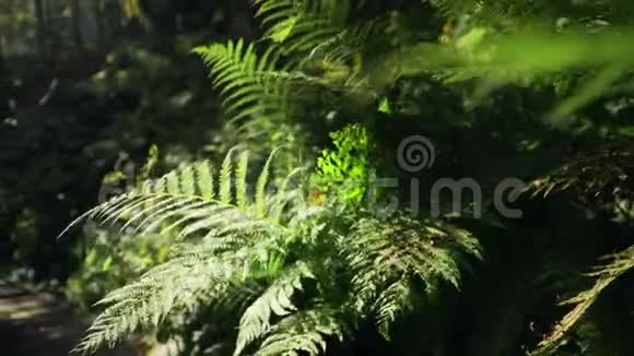 一根蕨类植物在风中摇曳视频的预览图