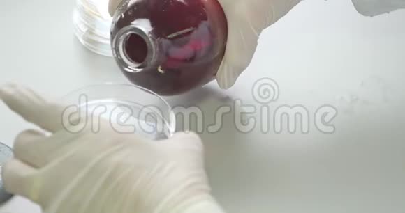 一位实验室的科学家把一些液体放入培养皿中视频的预览图