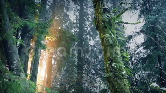 森林中的黎明视频的预览图