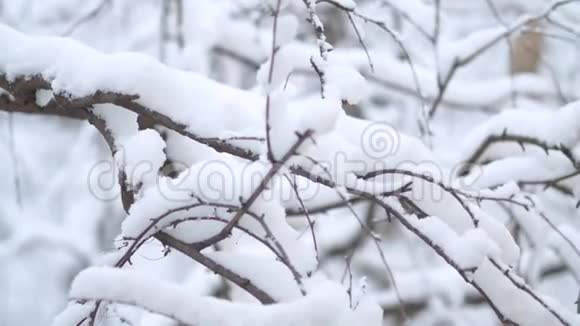 雪下的树枝下雪了视频的预览图