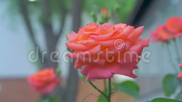 花园里的橙色玫瑰视频的预览图