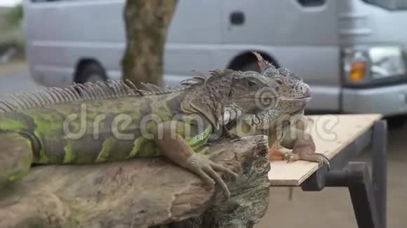 两只鬣蜥在桌子上等着游客拍照视频的预览图
