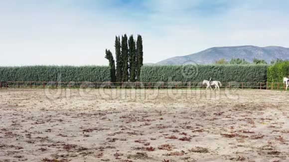母亲和儿子在农场上的骑马课视频的预览图