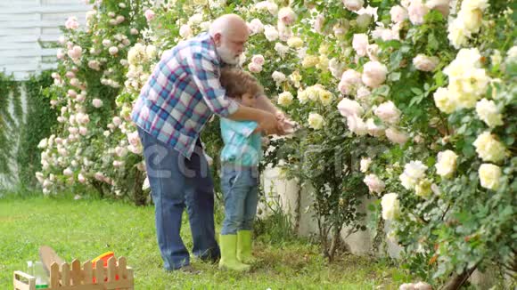 花地父子俩一起种花花园里的园丁家庭世代和关系概念视频的预览图