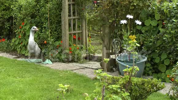 庭院花园入口视频的预览图