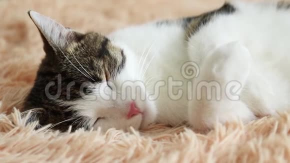 可爱的条纹猫睡在沙发上视频的预览图