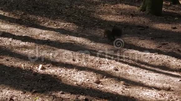 松鼠在森林里寻找食物视频的预览图