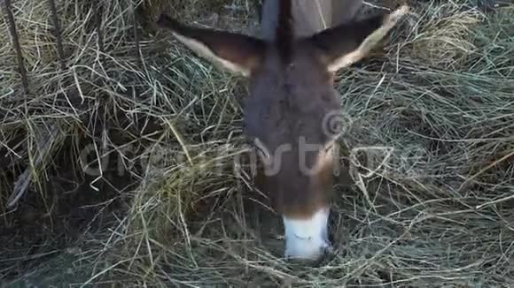 一位游侠吃干草的驴视频的预览图