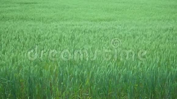 绿色大麦的视野视频的预览图