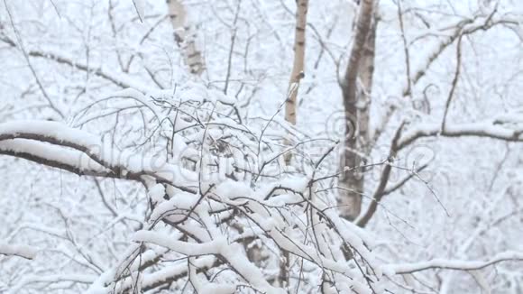 雪下的树枝下雪了视频的预览图