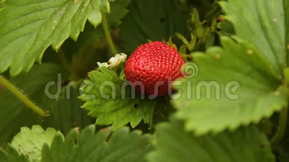 草莓植物的成熟浆果视频的预览图
