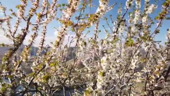 杏仁树开花视频的预览图