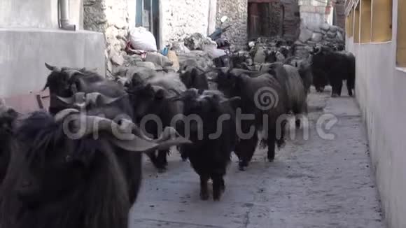 比利山羊穿过狭窄的石街视频的预览图