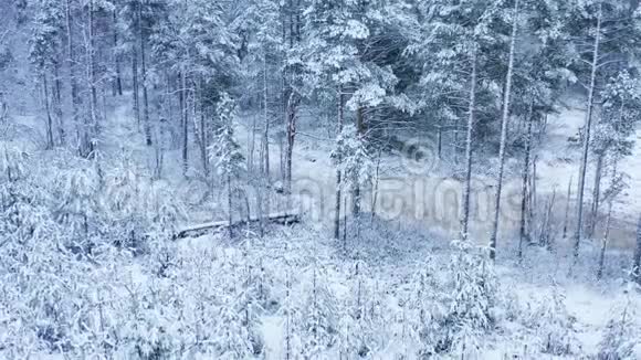 令人叹为观止的飞起平静的雪覆盖雪杉松树变成雪云风景优美瑞典冬季森林童话视频的预览图