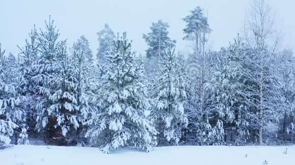 令人叹为观止的是在大雪纷飞的年轻杉树和松树上在平静的雪中飞翔风景优美童话冬天的森林冰冻的野生视频的预览图