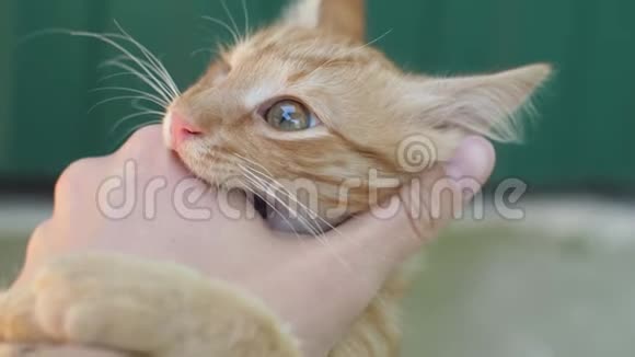 猫在咬人的手视频的预览图