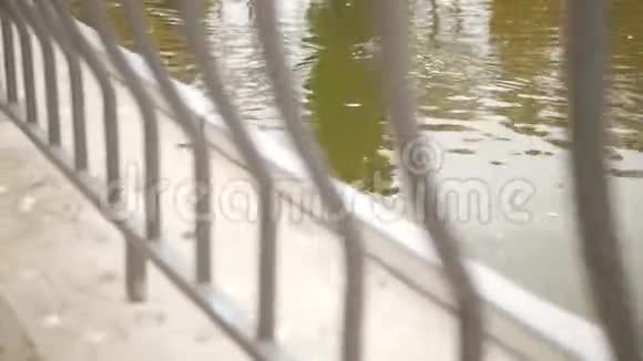 一只鸭子在公园的池塘里游泳视频的预览图