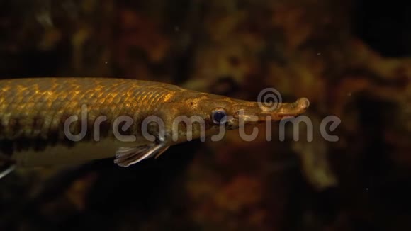 水下动物海洋野生动物视频的预览图