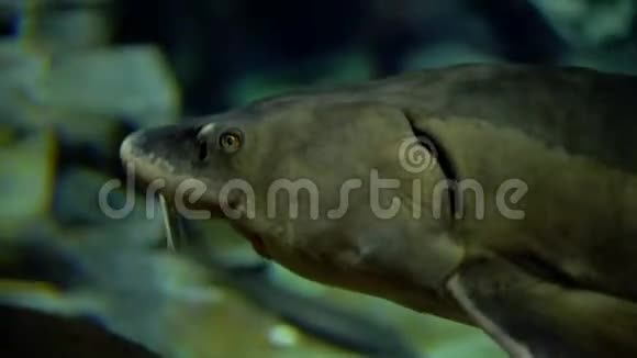 海洋水下野生动物鲟鱼视频的预览图