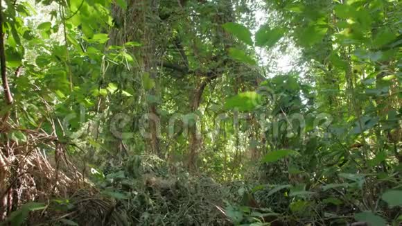 林树植物灌丛视频的预览图