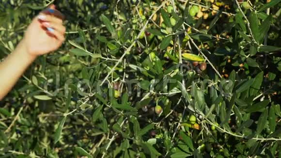 从树上摘鲜橄榄的女人视频的预览图
