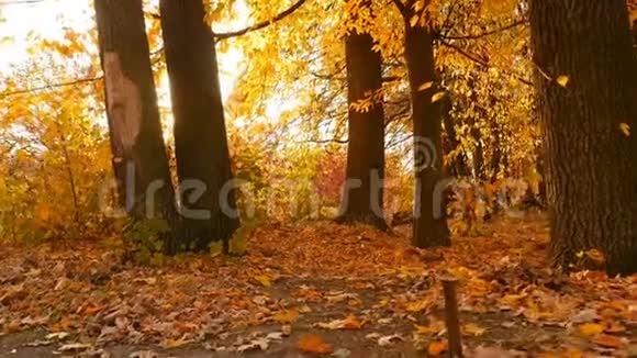 松鼠穿过秋天的森林阳光透过树叶发出明亮的光芒慢动作视频的预览图