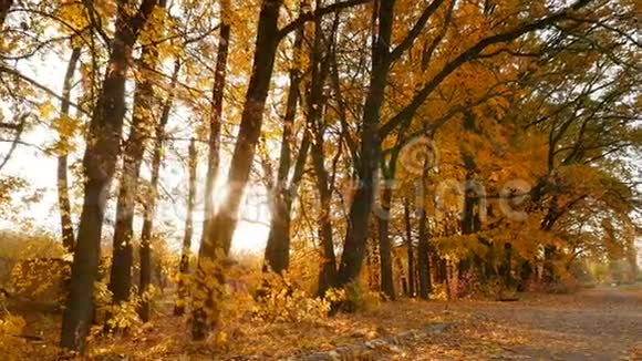 绘声绘色的秋林明亮的阳光慢动作视频的预览图
