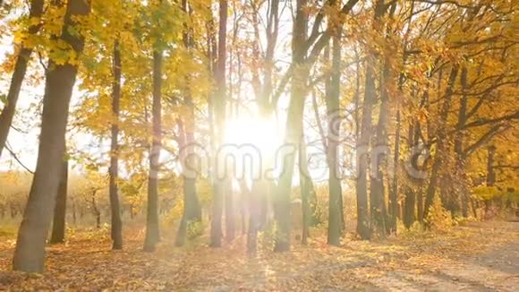 阳光透过森林中的秋树照耀相机在运动视频的预览图