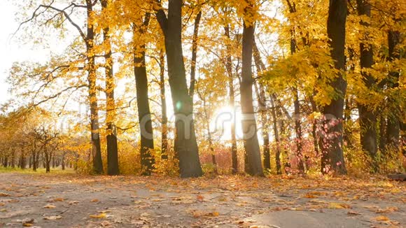 主观镜头穿越秋林阳光透过黄色的树叶发出明亮的光芒慢慢视频的预览图