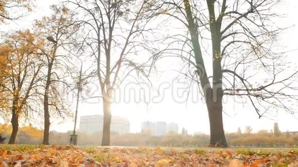 美丽的秋景黄色的叶子带有阳光慢动作视频的预览图
