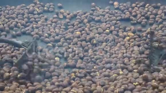 在烤炉上煮大量的栗子栗子用耙子移动秋天栗栗节视频的预览图