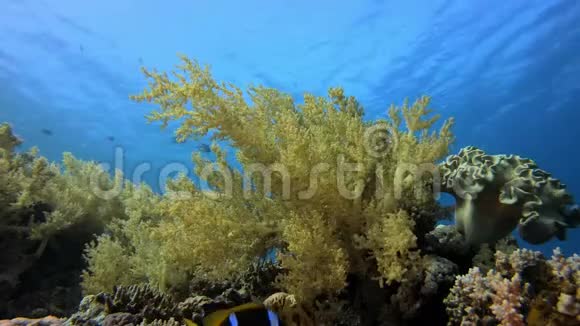 美丽的软珊瑚和小丑鱼视频的预览图