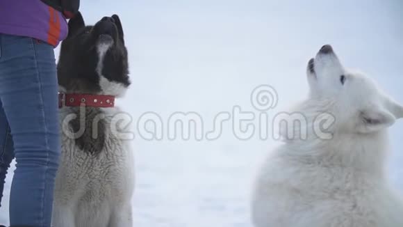 萨莫伊德和秋田狗视频的预览图