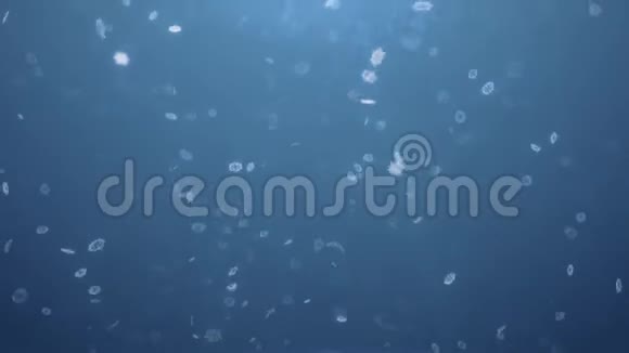 闪亮的三维雪花落在蓝环背景上视频的预览图