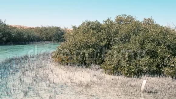 红树林生长在海水或咸水中的灌木或小乔木视频的预览图