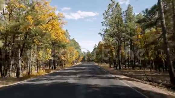 在大峡谷公园穿过松树森林秋天阳光明媚视频的预览图