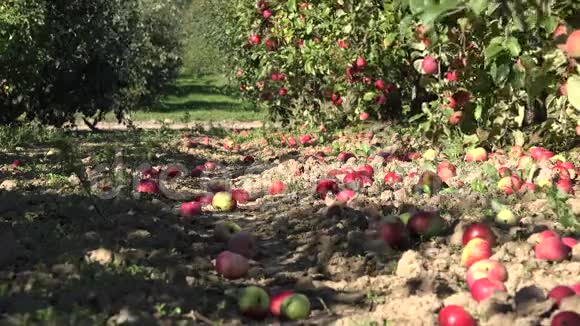 收获时红鲜苹果躺在花园的地上4K视频的预览图