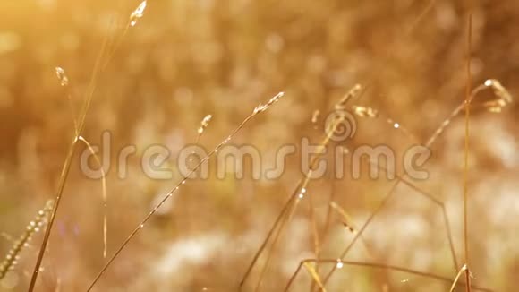 金色的小草闪烁的水滴视频的预览图