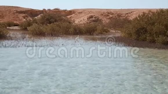 白鹭站在红树林里生长在海岸咸水或咸水中的小树视频的预览图