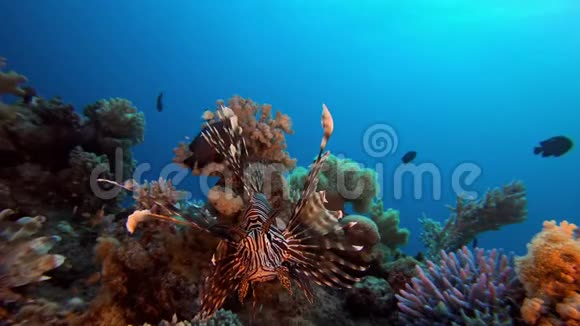 常见的狮子鱼热带珊瑚礁视频的预览图