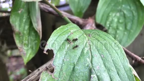 3只蚂蚁在挖植物的汁液视频的预览图
