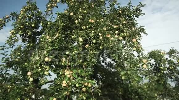 成熟的苹果在花园里生长视频的预览图