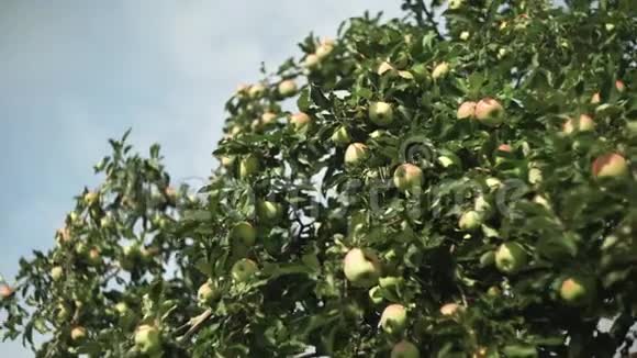 成熟的苹果在花园里生长视频的预览图