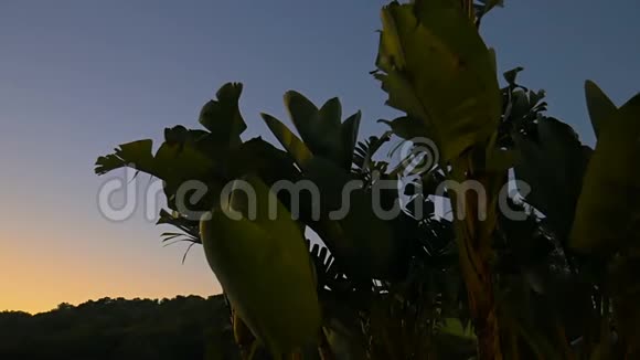 伊比沙岛的植物视频的预览图