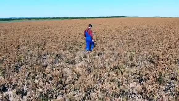 农业科学家正在检查一片枯萎的田地死气沉沉干旱的农田视频的预览图