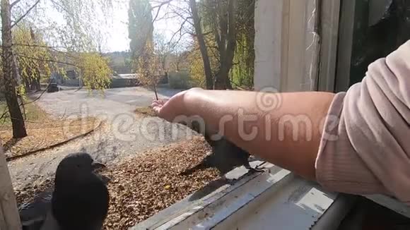 在阳光明媚的秋日女孩喂灰鸽鸽子坐在她的手掌上视频的预览图